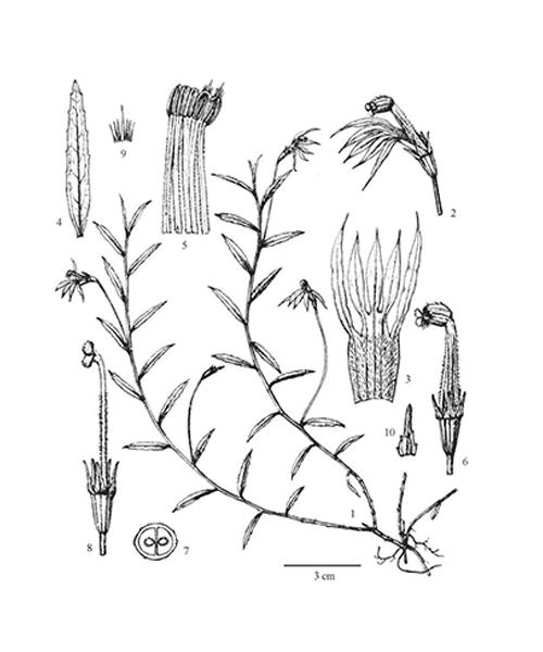 Natural compounds from  Lobelia chinensis